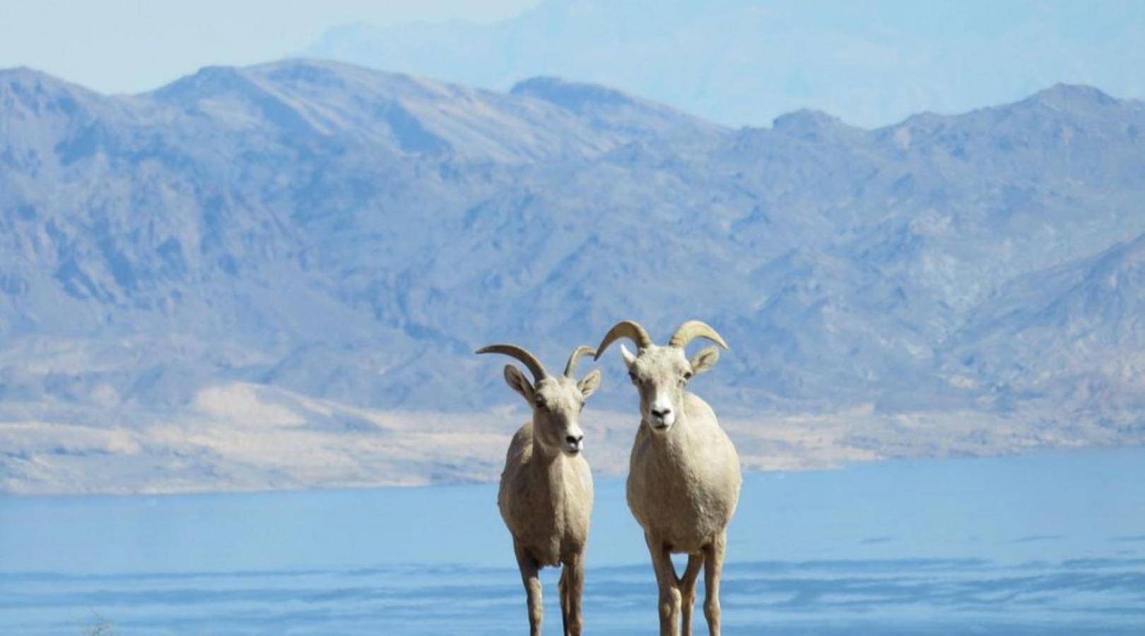 בולדר סיטי Lake Mead Inn מראה חיצוני תמונה