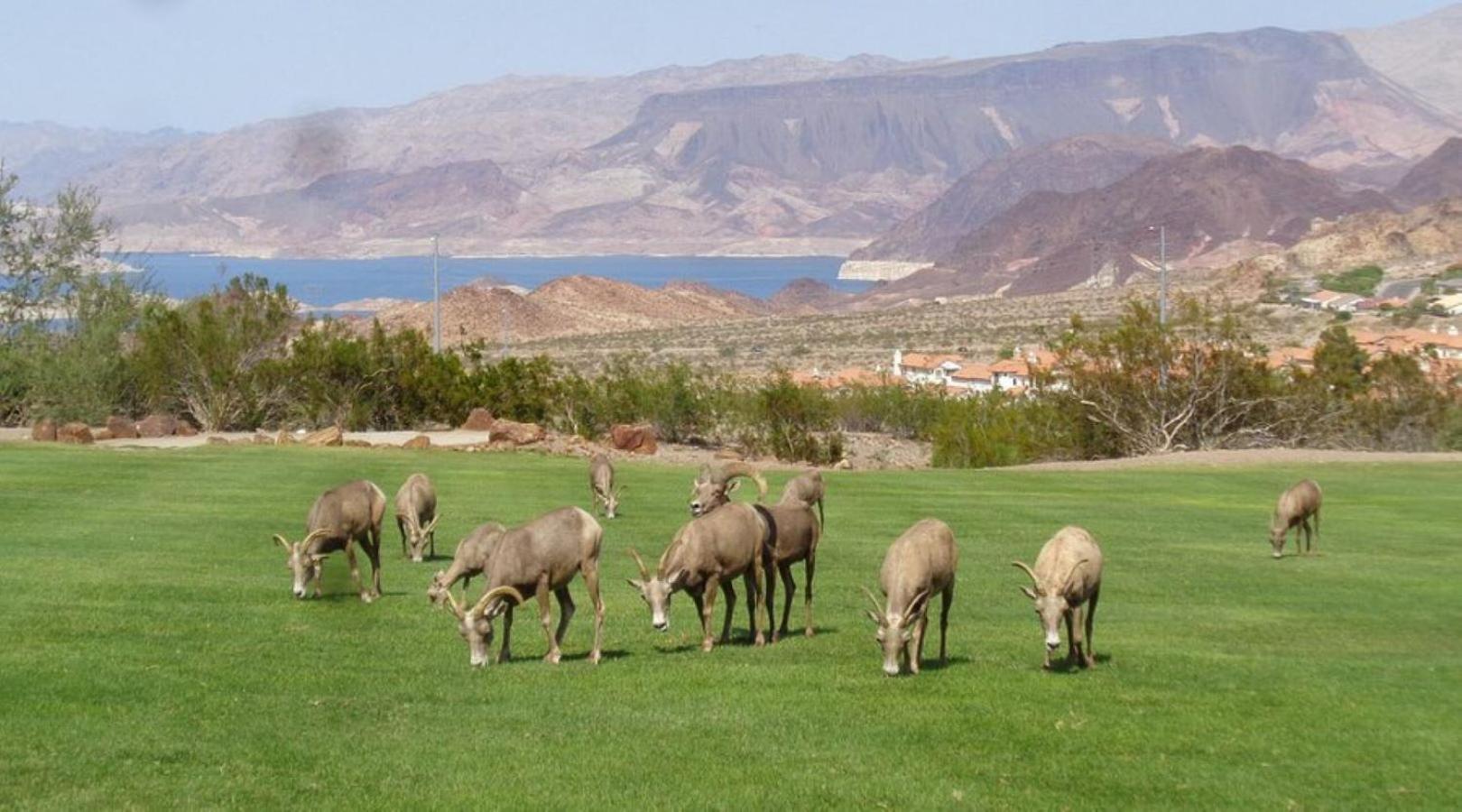 בולדר סיטי Lake Mead Inn מראה חיצוני תמונה